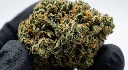 Sour Brulee CBD Hemp Flower — Premium | Lab Tested | 3.5g – 28g — closeup