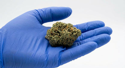 Sour Brulee CBD Hemp Flower — Premium | Lab Tested | 3.5g – 28g — inhand