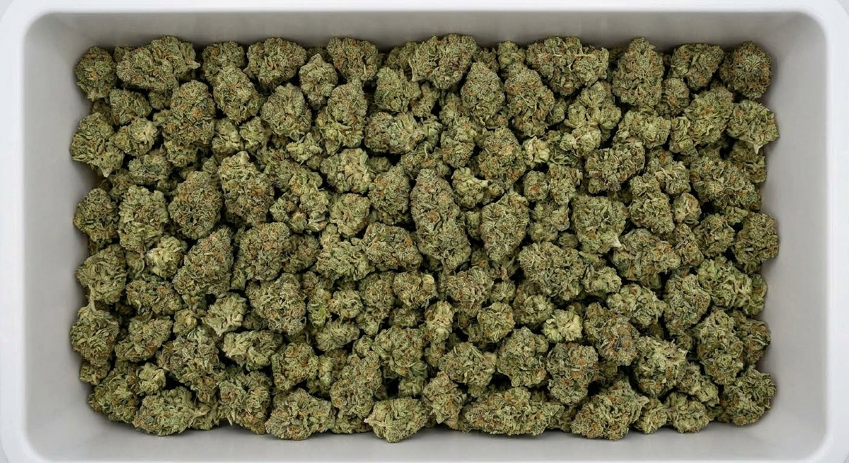 Sour Brulee CBD Hemp Flower — Premium | Wholesale Bulk | 1 lb – 5 lbs — wholesale-bin