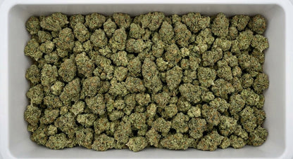 Sour Brulee CBD Hemp Flower — Premium | Wholesale Bulk | 1 lb – 5 lbs — wholesale-bin