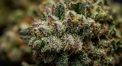 Sour Space Candy CBD Hemp Flower — Indoor Grown | Premium | 3.5g – 28g — closeup