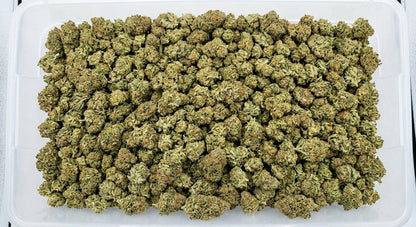Special Sauce CBD Hemp Flower — bin
