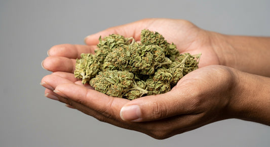 Tune CBD Hemp Flower — Greenhouse Grown | Hand-Trimmed | 3.5g – 28g — inhand