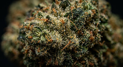 Velox CBD Flower | 18–22% CBD | Premium Hemp Buds | 1/4 oz – 2 oz — closeup