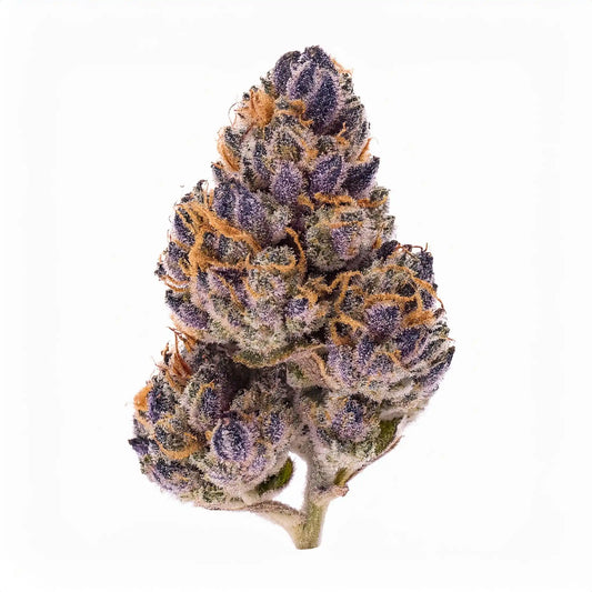 Jealousy THCA Hemp Flower – Exotic Indoor Grown (AAA-Grade) – AAA-grade, indoor-grown hand-trimmed cannabis buds | Hurcann