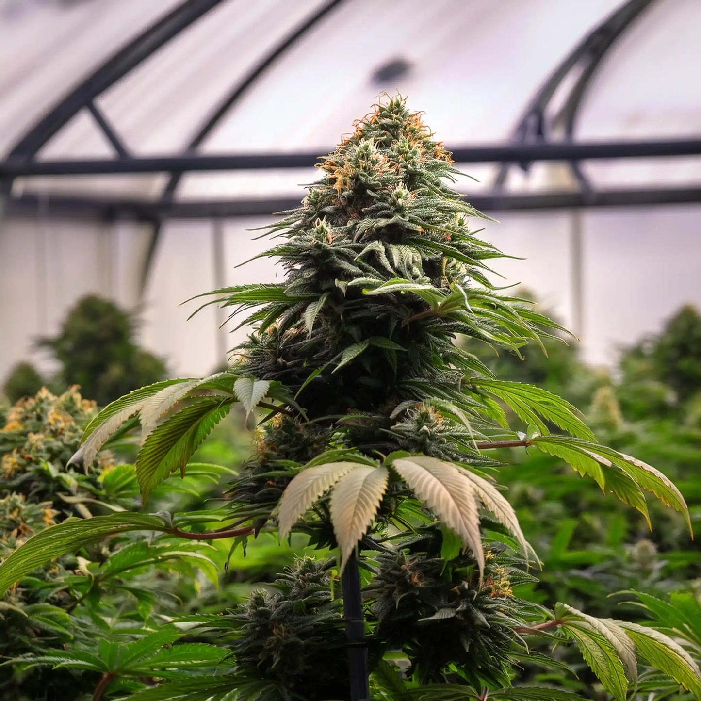 Lava Cake THCA Hemp Flower – Indoor Grown (AA-Grade) – AA-grade, indoor-grown hand-trimmed cannabis buds – detail view | Hurcann