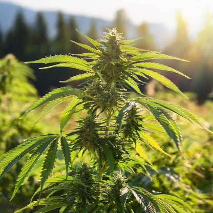 Sex Panther THCA Hemp Flower – Outdoor Grown (A-Grade)