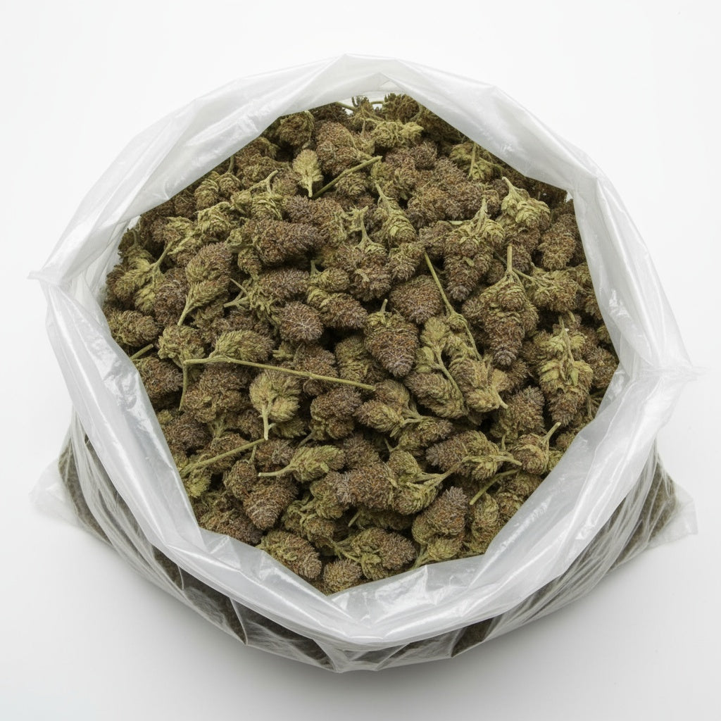 The trichomes shimmer under light, giving the flower a sunlit glow.